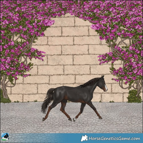 Horse Color:Liver Chestnut Sabino Rabicano 
