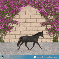 Horse Color:Liver Chestnut Sabino Rabicano 