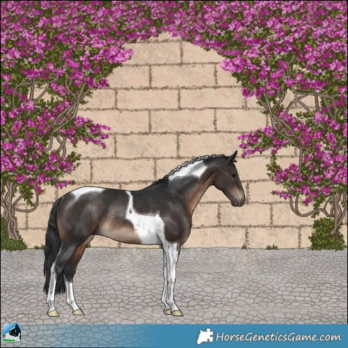 Horse Color:Brown Tobiano Rabicano