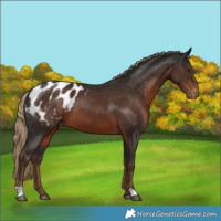 Horse Color:Liver Chestnut Appaloosa 