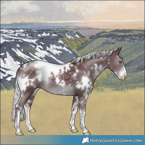 Horse Color:White Spotted Chocolate Silver Black Chinchilla Sabino 