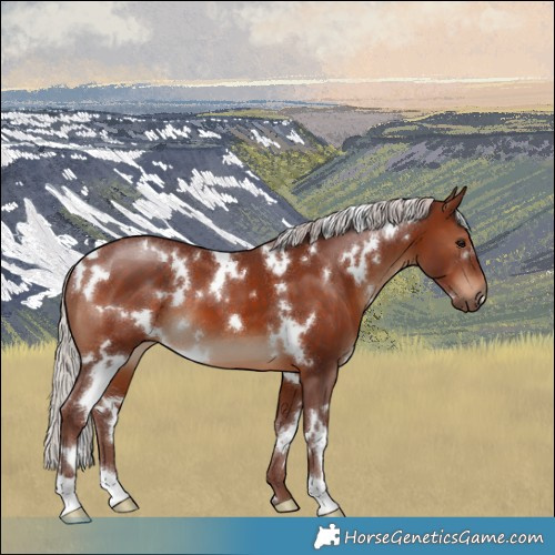 Horse Color:White Spotted Chocolate Silver Brown