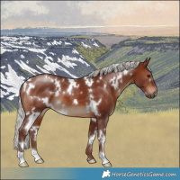 Horse Color:White Spotted Chocolate Silver Brown 