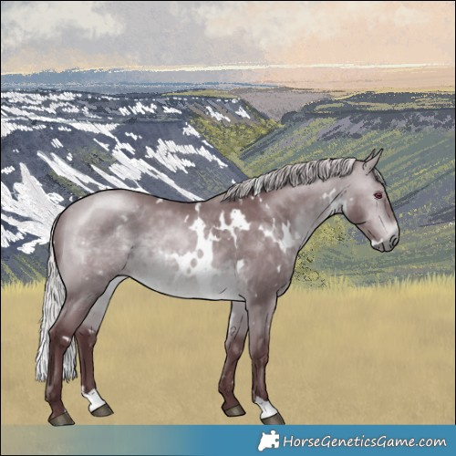 Horse Color:White Spotted Chocolate Silver Bay Chinchilla