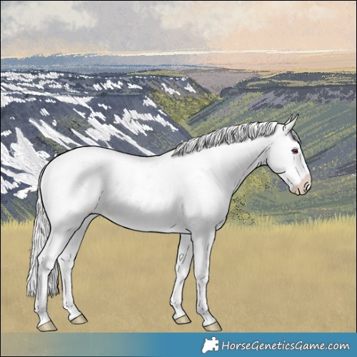 Horse Color:Chocolate Silver Brown Chinchilla Sabino Splash Rabicano 