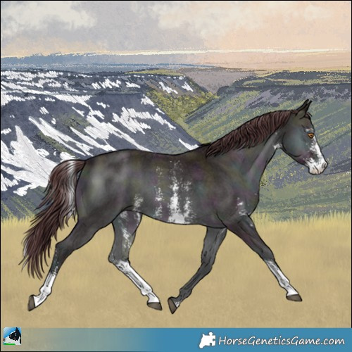 Horse Color:Midnight Chocolate Brown Chinchilla Onyx Sabino
