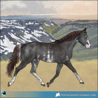 Horse Color:Midnight Chocolate Brown Chinchilla Onyx Sabino 