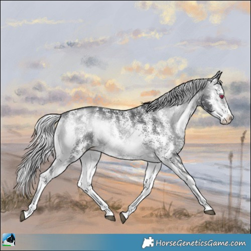 Horse Color:Silver Brown Chinchilla Onyx Sabino 