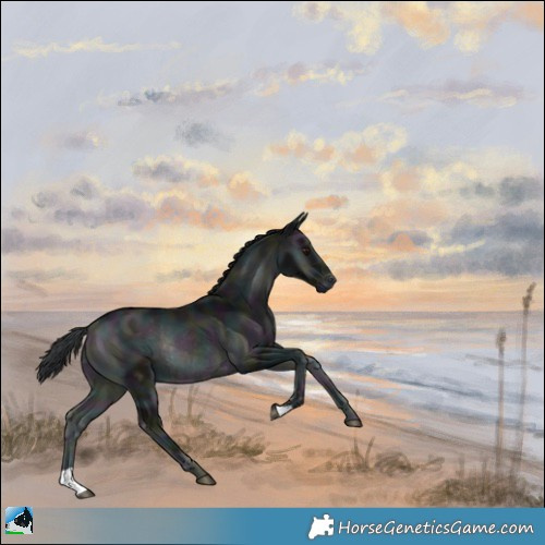 Horse Color:Midnight Blue Onyx Chinchilla Rabicano 