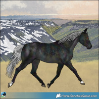 Horse Color:Midnight Silver Black Chinchilla Rabicano 