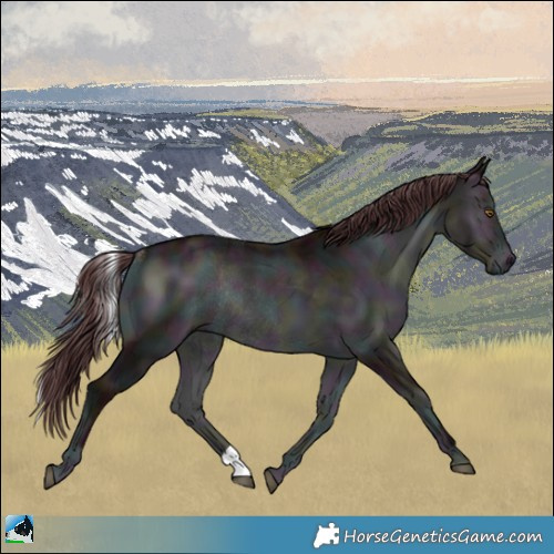 Horse Color:Midnight Chocolate Brown Chinchilla Onyx Rabicano