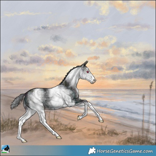 Horse Color:White Spotted Midnight Bay Chinchilla 