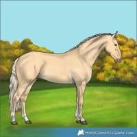 Horse Color:Palomino Dun Tobiano 
