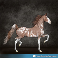 Horse Color:Chestnut Sabino Splash Appaloosa 