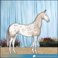 Horse Color:Amber Champagne Splash Appaloosa 