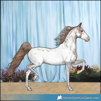 Horse Color:Chestnut Sabino Frame Appaloosa 