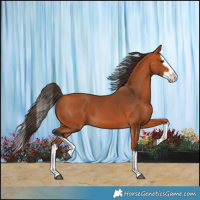 Horse Color:Bay Splash 