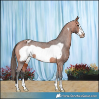 Horse Color:Bay Frame Appaloosa 