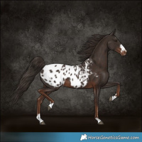 Horse Color:Liver Chestnut Appaloosa