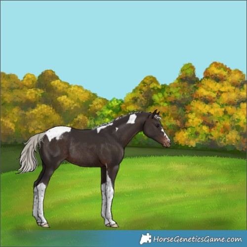 Horse Color:Silver Brown Tobiano Varnish Rabicano 
