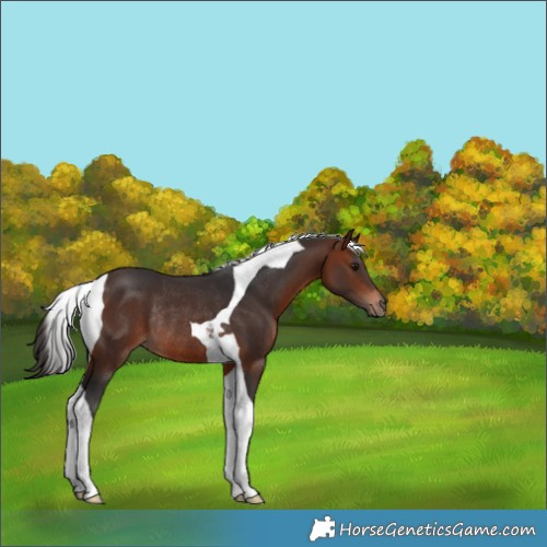 Horse Color:Bay Tobiano Rabicano 