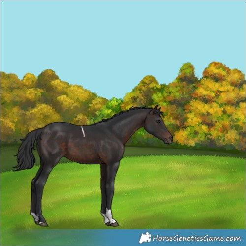 Horse Color:Brown Tobiano Rabicano 