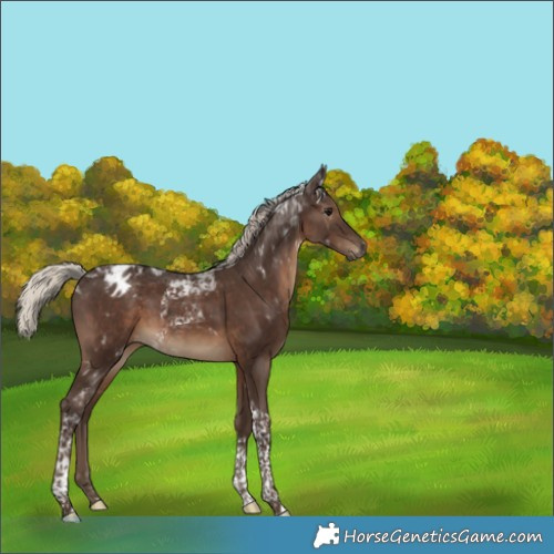 Horse Color:Gray Silver Black Tobiano Varnish 