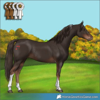 Horse Color:Liver Chestnut Tobiano Rabicano 