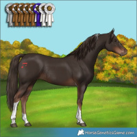 Horse Color:Liver Chestnut Tobiano Rabicano 