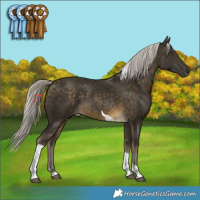 Horse Color:Silver Buckskin Tobiano Rabicano
