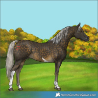 Horse Color:Silver Buckskin Tobiano Rabicano 