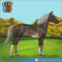 Horse Color:Silver Buckskin Tobiano Rabicano