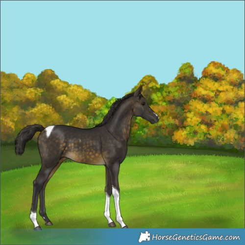 Horse Color:Buckskin Tobiano Rabicano 