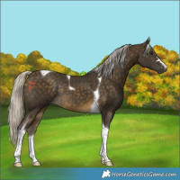 Horse Color:Silver Buckskin Tobiano Rabicano