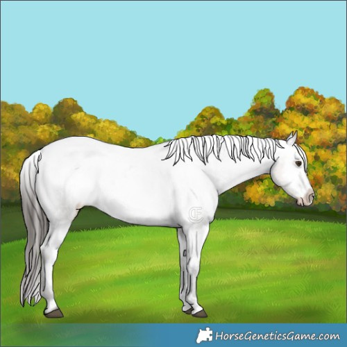 Horse Color:Liver Red Dun Appaloosa Brindle 