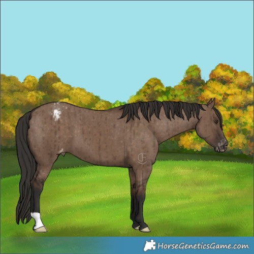 Horse Color:Liver Red Dun Appaloosa Brindle 