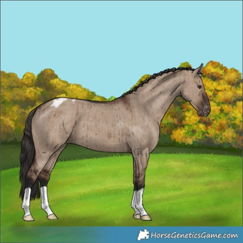 Horse Color:Liver Red Dun Appaloosa Brindle 