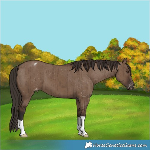Horse Color:Liver Red Dun Appaloosa Brindle 