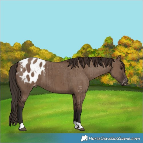 Horse Color:Liver Red Dun Appaloosa Brindle 