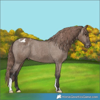 Horse Color:Liver Red Dun Varnish Brindle 