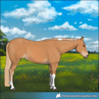 Horse Color:Chestnut Tobiano 