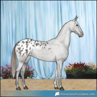 Horse Color:Grullo Blanket 