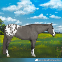 Horse Color:Grullo Appaloosa 
