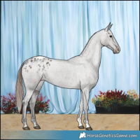 Horse Color:Grullo Varnish 
