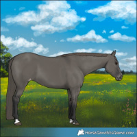 Horse Color:Grullo Varnish 