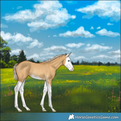 Horse Color:Palomino Dun Splash Rabicano