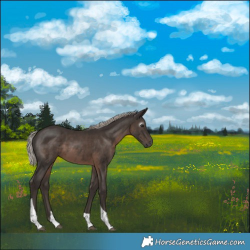 Horse Color:Gray Silver Black Tobiano