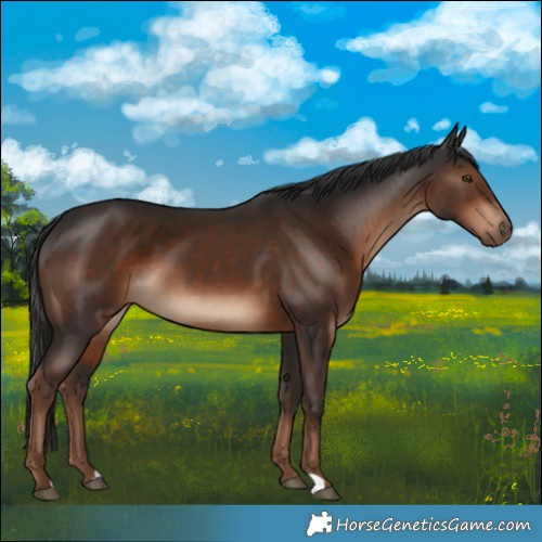 Horse Color:Liver Chestnut 