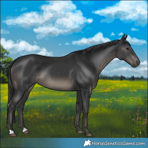 Horse Color:Black 