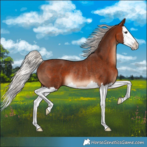 Horse Color:Silver Brown Splash Rabicano